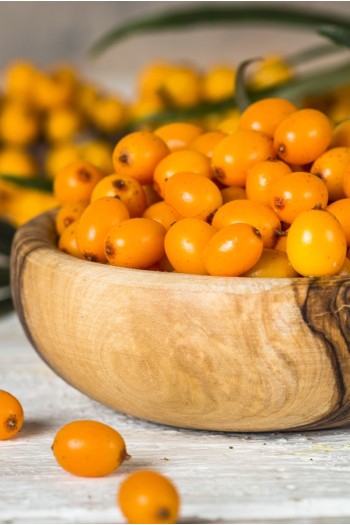 Обліпиха звичайна Чуйська Солодка (рання) | Hippophae rhamnoides Chuyska Solodka | Облепиха обыкновенная Чуйская Сладкая (ранняя)